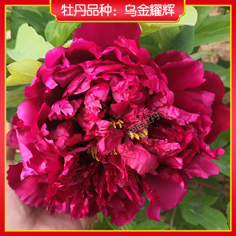 【乌金耀辉】菏泽正宗牡丹花苗 庭院地栽木本花卉 紫红色 包对版