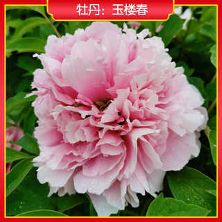 【玉楼春】菏泽正宗牡丹花苗 适合南方品种 庭院木本花卉