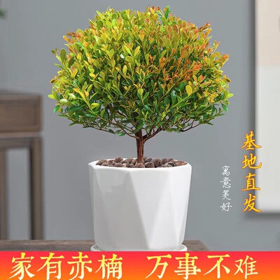 小叶赤楠老桩绿植树苗发财树吸甲醛植物室内盆景懒人好养四季长青