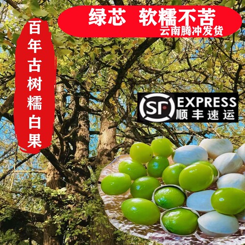 2026年新鲜古树绿芯不苦糯白果