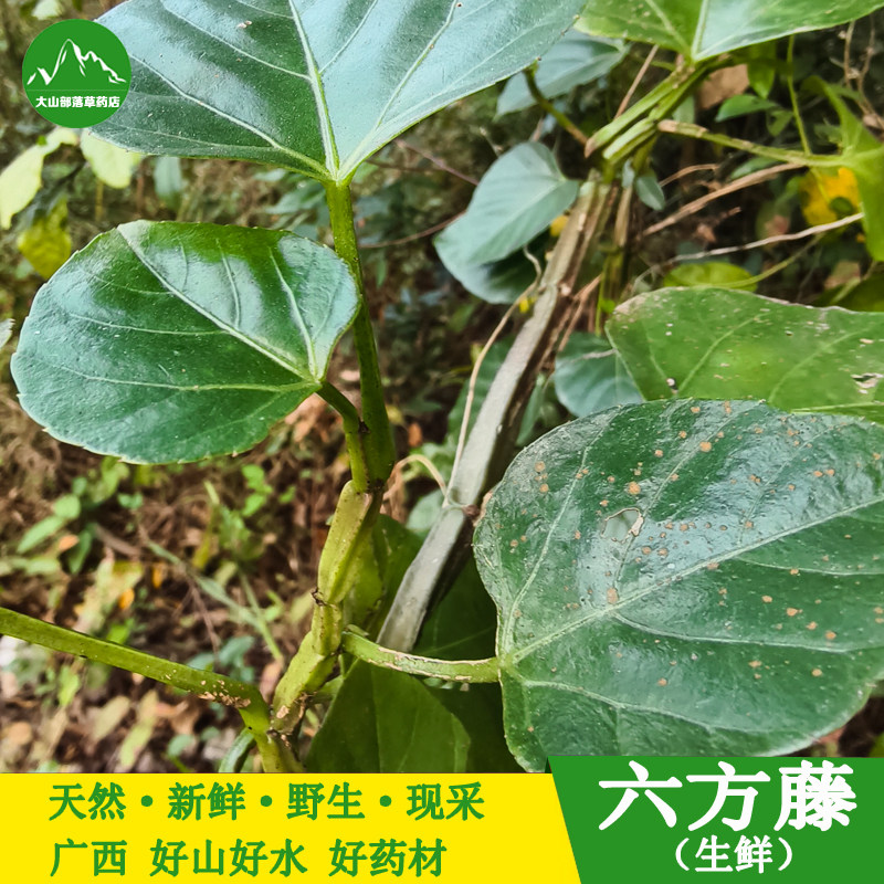 新鲜六方藤 野生松筋藤  中草药抽筋藤 方茎宽筋藤  翅茎白粉藤
