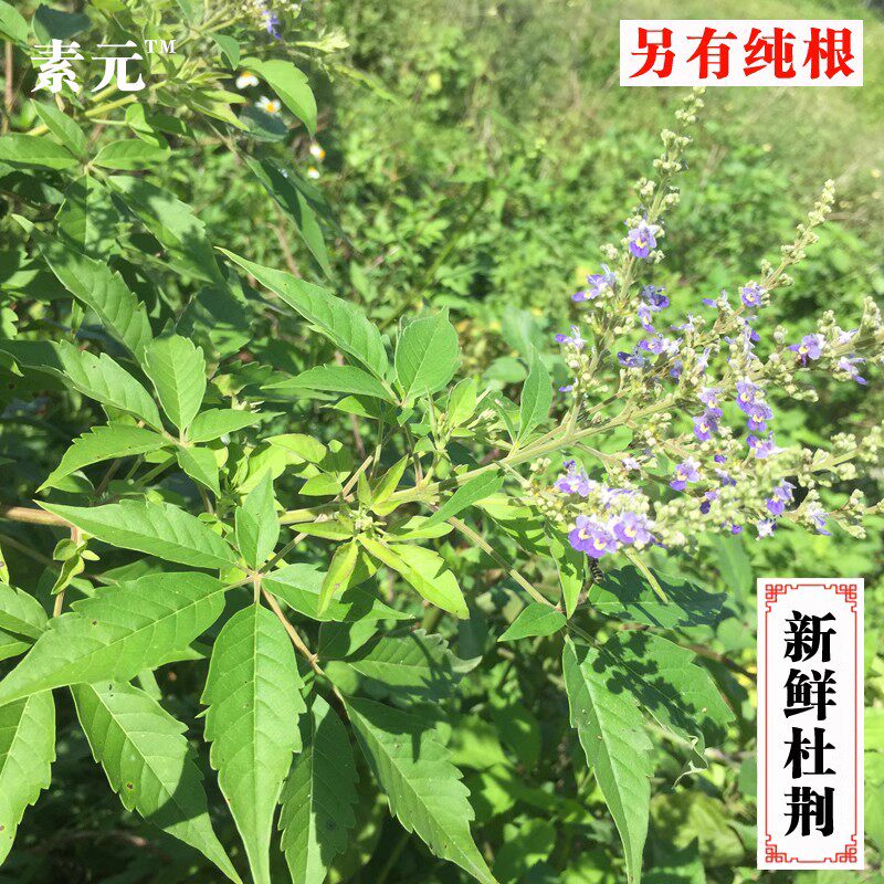 现采新鲜牡荆 五指风 广西中药材五枝叶指柑土常山枝叶天然黄荆