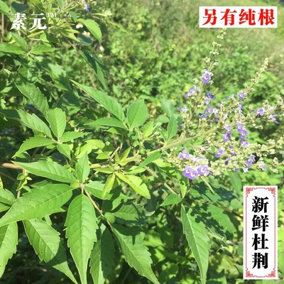 新鲜牡荆五指风五枝叶指柑土