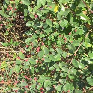 铁包金根 新鲜草药小叶铁包金 乌龙根 乌口子 勾儿茶藤叶 纯根