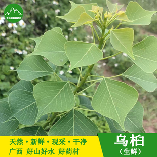 野生新鲜乌桕叶 中草药乌桕叶卷子叶蜡子树油子树叶桕子树木子树