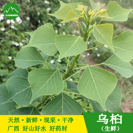 野生新鲜乌桕叶 中药材乌桕根 卷子叶蜡子树油子树叶桕子树木子树