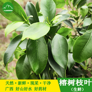 新鲜榕树叶 小叶榕树叶 现采榕树木枝叶中草药榕树枝叶榕树根须