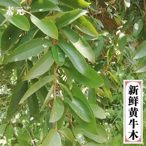黄牛木新鲜黄牛茶雀笼木黄芽木