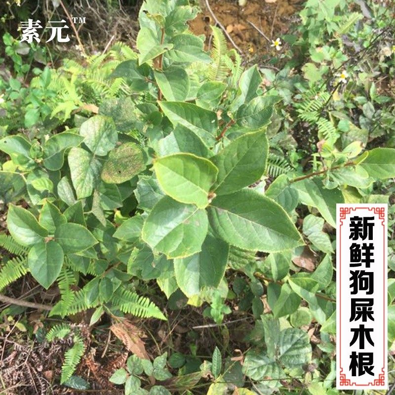 现挖华山矾 新鲜狗屎木根 华灰木枝叶中草药地黄木纯根 500克包邮