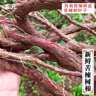 现挖新鲜苦楝树根 苦练树根 楝枣树根 另有苦楝树皮苦楝叶
