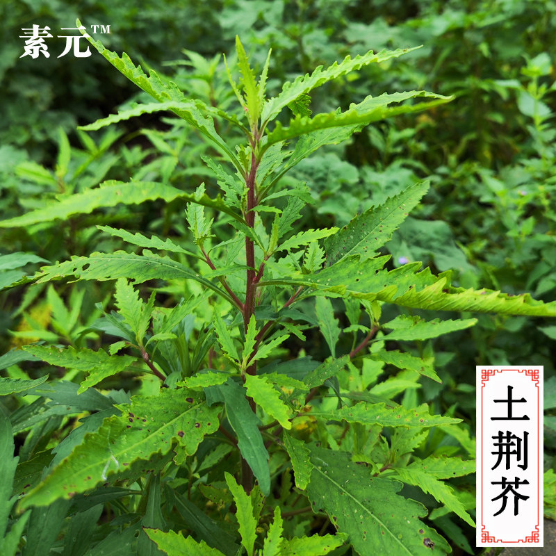 广西野土荆芥臭草新鲜土荆芥草中药材天仙草杀虫芥鲜品中草药