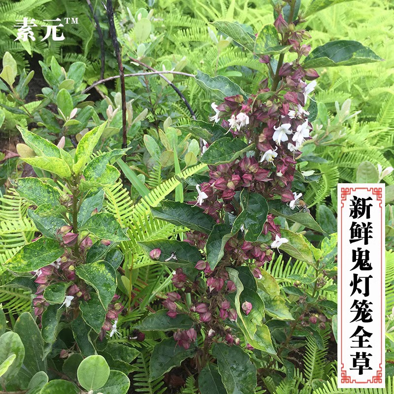 广西大山现采鬼灯笼草 新鲜白花鬼点火中草药苦灯笼鬼灯笼 包邮