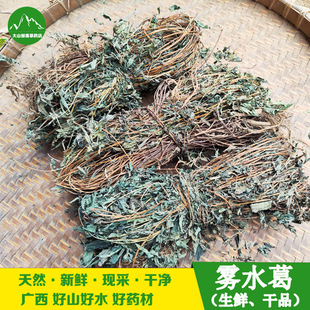 广西农家自晒雾水葛新鲜脓见消咄脓膏拔脓膏整棵连根地清散 包邮