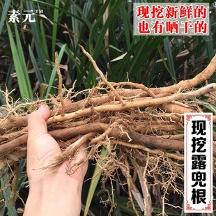 广西露兜根新鲜假菠萝根现挖露兜树纯根露兜叶根簕古子根野菠萝根
