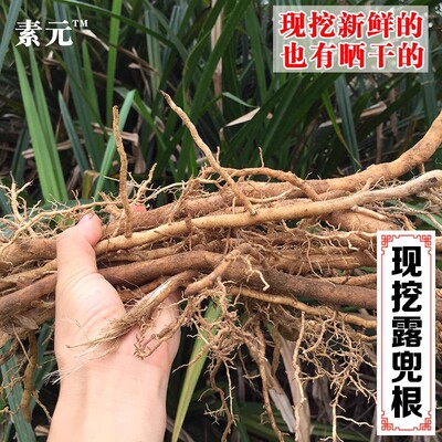 现挖露兜根广西簕古根鲜品包邮