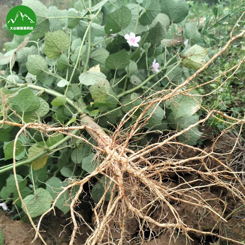 现挖地桃花根 新鲜拦路虎八卦根中草药肖梵天花根三脚破全草 包邮