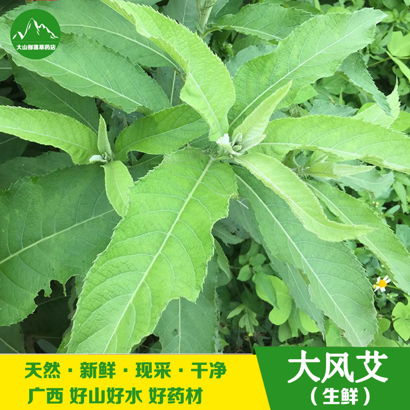 新鲜大风艾 中草药艾纳香 冰片艾 月子洗澡大艾草枝叶 500g包邮