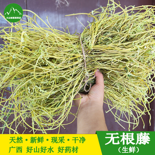 现采新鲜无根藤 黄藤金丝藤无头藤无娘藤无爷藤 中草药菟丝子包邮