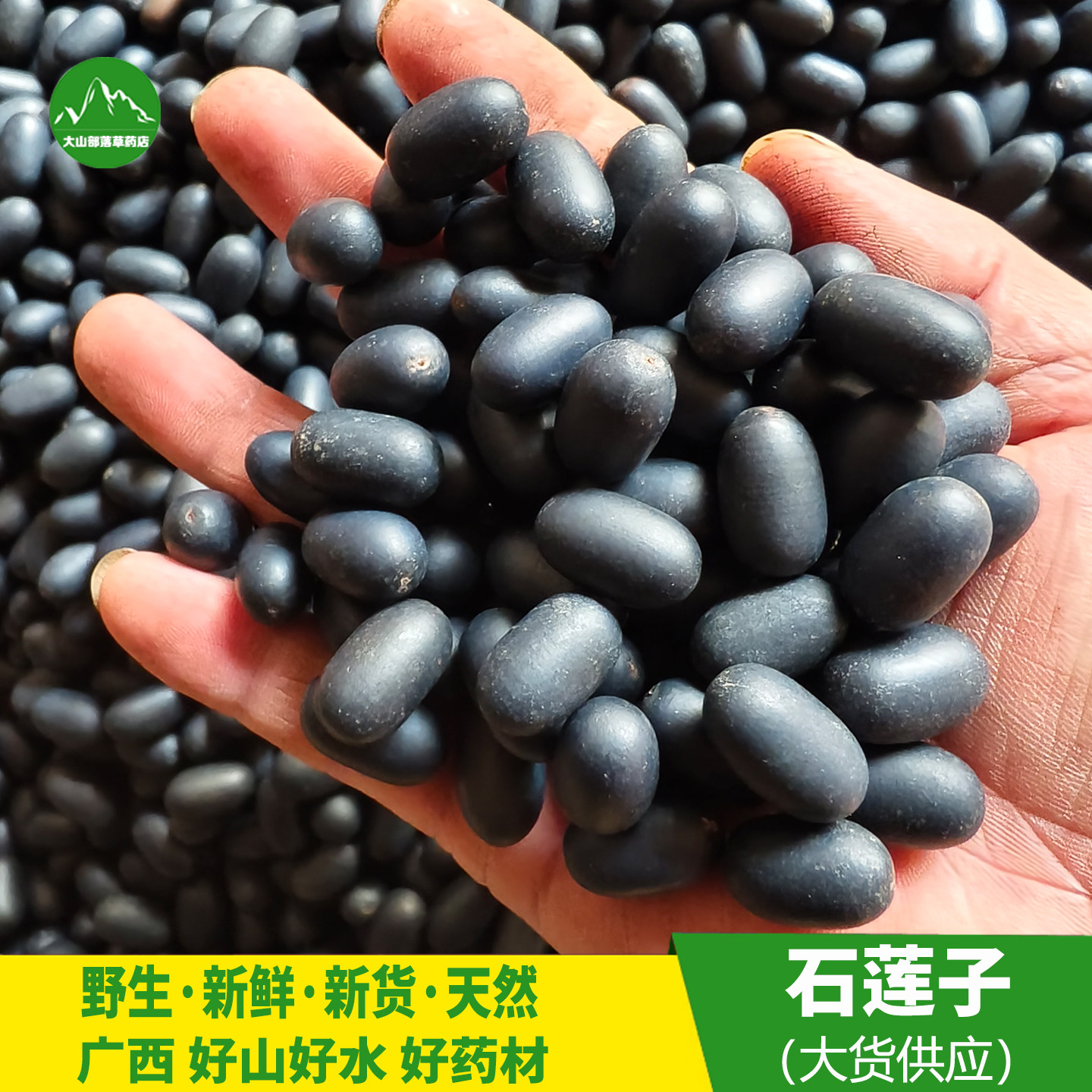 野生石莲子 苦石莲 南蛇簕种子 中药材老鸦枕头 猫爪簕果实猫儿核
