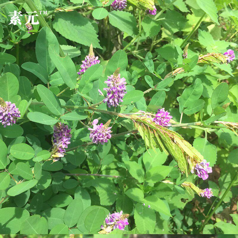 广西新鲜野花生 假地豆 中药材狗尾花大青叶异果山绿豆 假花生