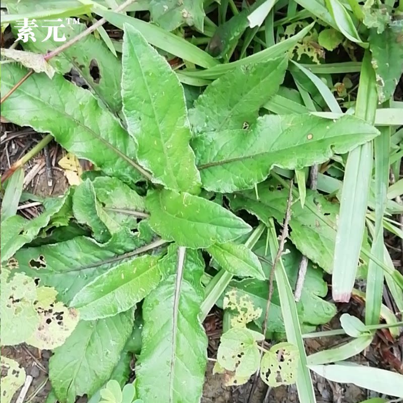 广西农家现挖地胆草 新鲜红花坐地娘 苦地胆全草鲜品 无硫地胆头