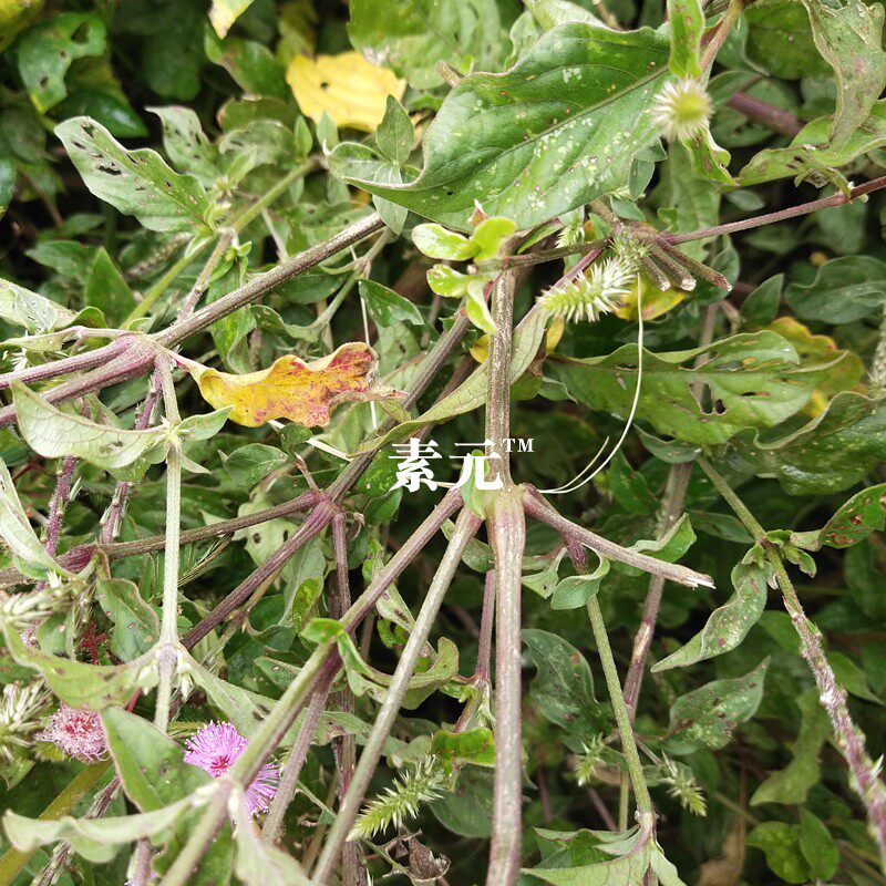 野生土牛膝 现采新鲜倒扣草全草 中草药倒钩草整棵带根土牛膝根