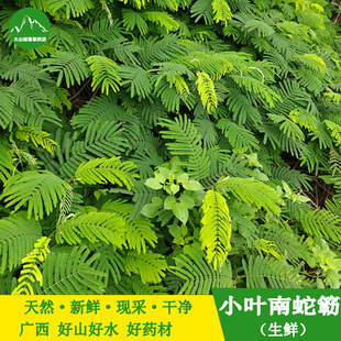 新鲜小叶南蛇簕中草药材蛇藤现采羽叶金合欢南蛇勒南蛇筋藤叶包邮