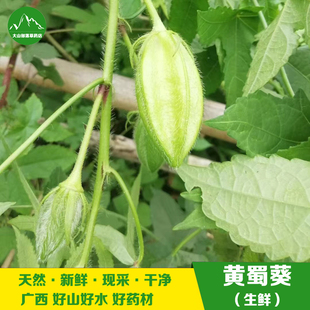 广西新鲜黄蜀葵 现采假杨桃中草药材黄葵野棉花芙蓉麻 500克 包邮