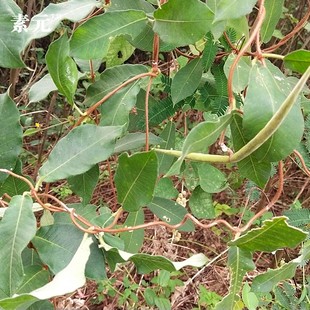新鲜暗消藤 藤苦参马莲鞍古羊藤中草药宝宝泡澡洗疳积鸦鹊藤500克