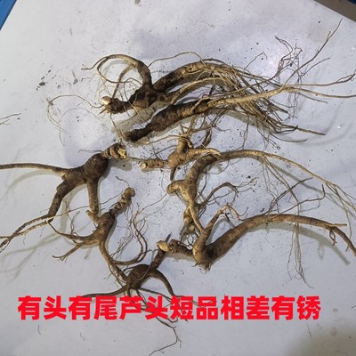 孙老大直播间下单林下老池底林下参新鲜炖鸡泡酒带土人参锈参250g