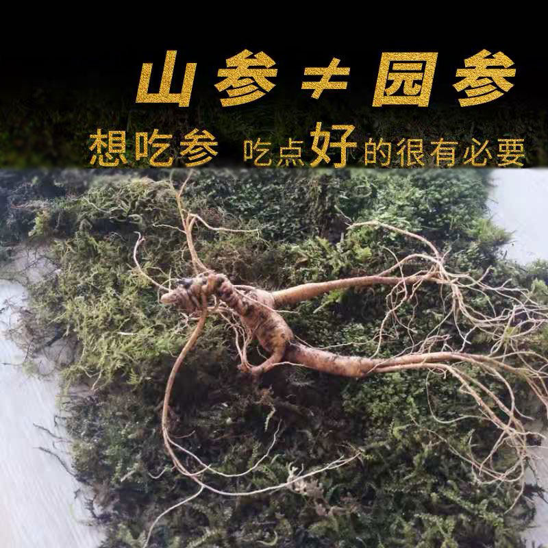 Sun old big ginseng 20 Wild ginseng fresh Chicken Paojiu wild Ginseng seeds Northeast Forest Senate 50 gramin the Traditional nourishing food , Ginseng tonic , Wild ginseng  category - from Buy2taobao.com to provide professional Taobao agent buy service