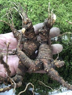 长白山孙老大人参东北林下参池底子籽货残枝炖鸡泡酒新鲜林下参