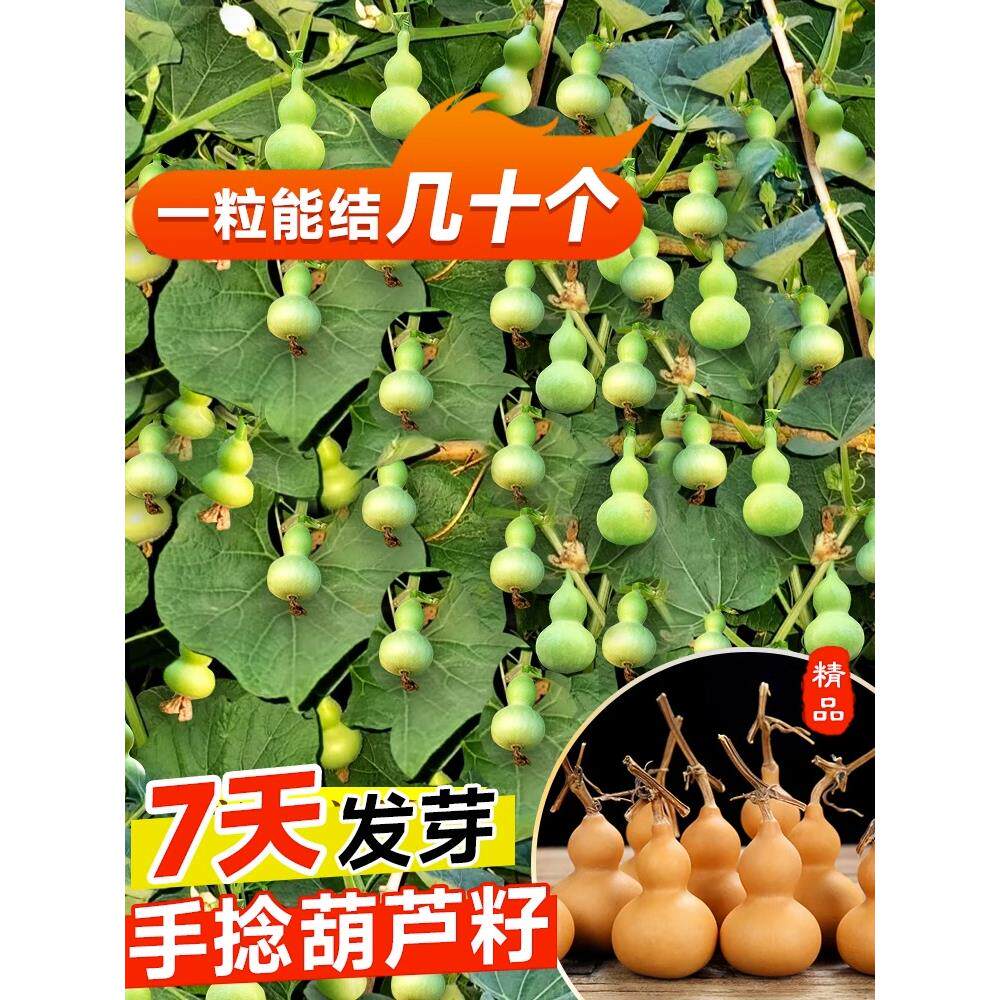 手捻小H1204164葫葫文芦籽种芦四季观赏葫种子阳台庭院爬藤玩芦盆