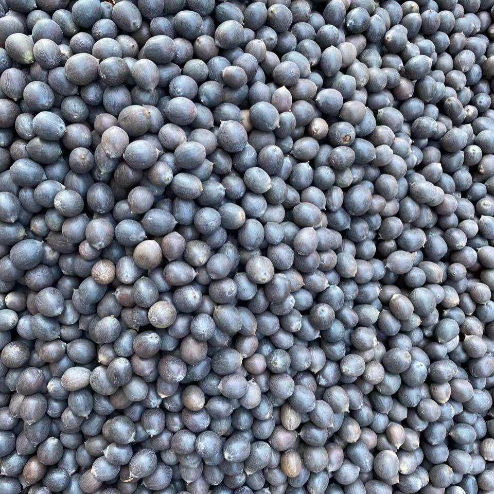 塘ALT泥季播荷花种非四碗莲已
