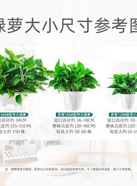 180绿萝面盆栽花卉绿箩植吊兰长藤绿小盆栽室内桌培110绿萝水植物