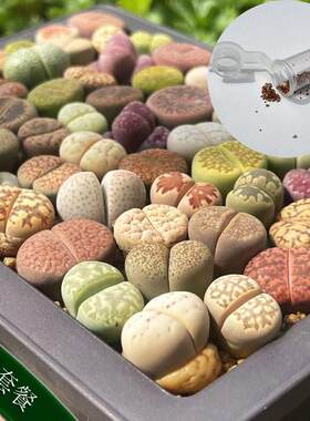 生石花种子套餐包邮多肉植物番杏科南非彩色混合40多个品种贵货多