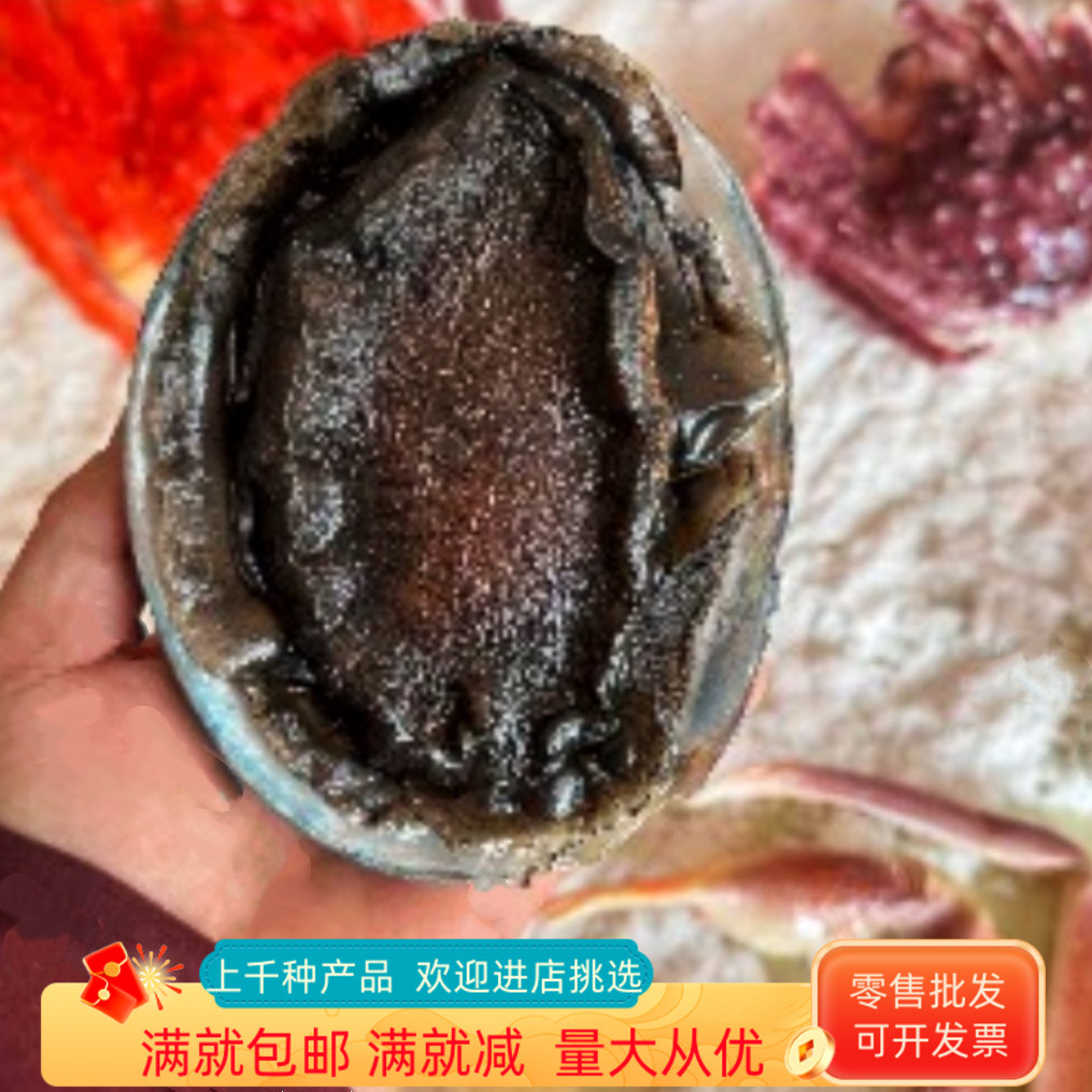 仿真金鲍鱼模型刺身样品装饰摆件