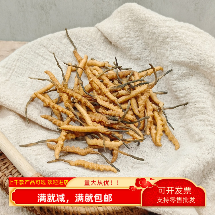 仿真冬虫夏草一比一植物样品摆件