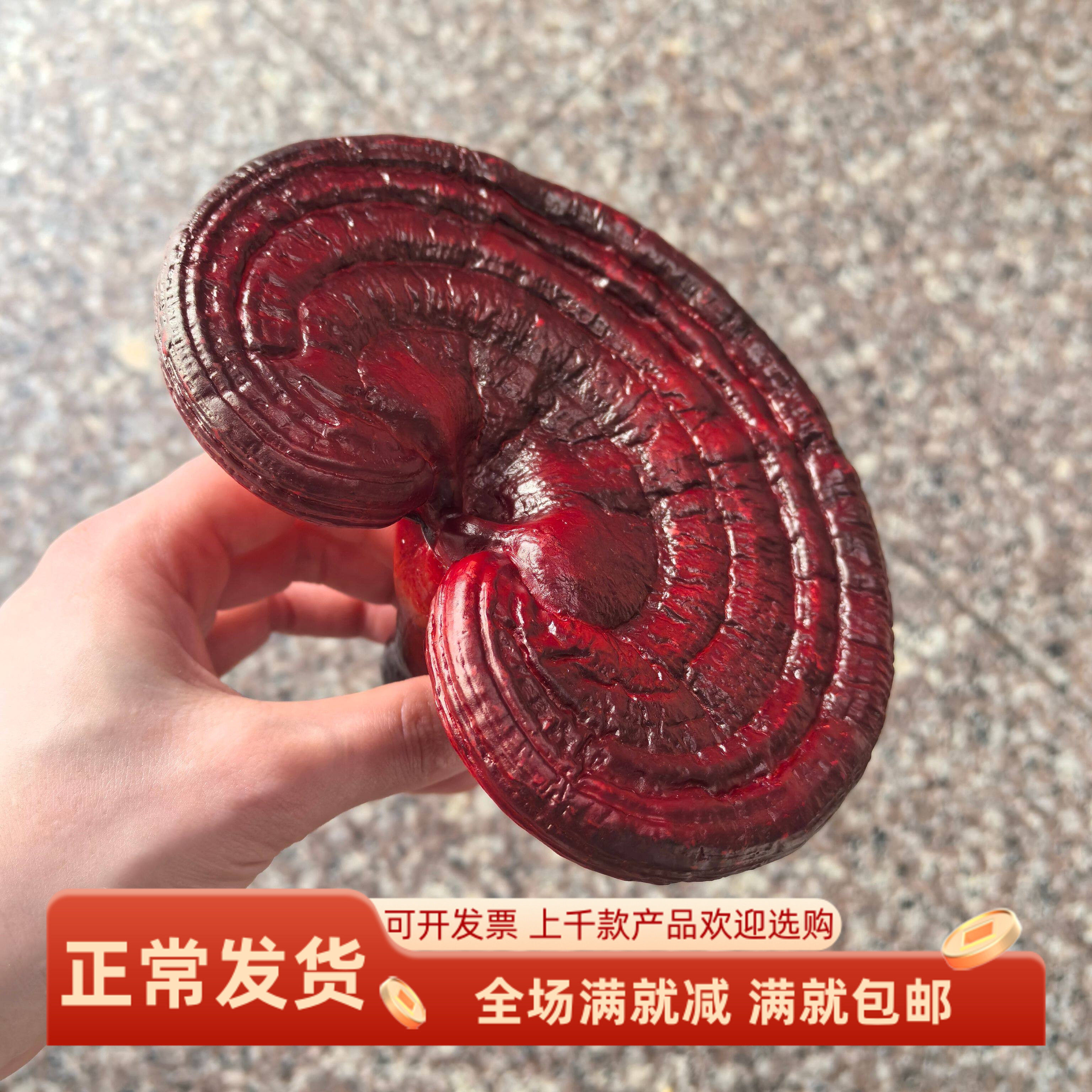 仿真灵芝模型中药材展示拍摄野生菌假蘑菇松茸观赏森林道具装饰品