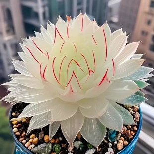 新品白娘子白莲花玉露组合多肉新手植物办公室盆栽好养花卉室内