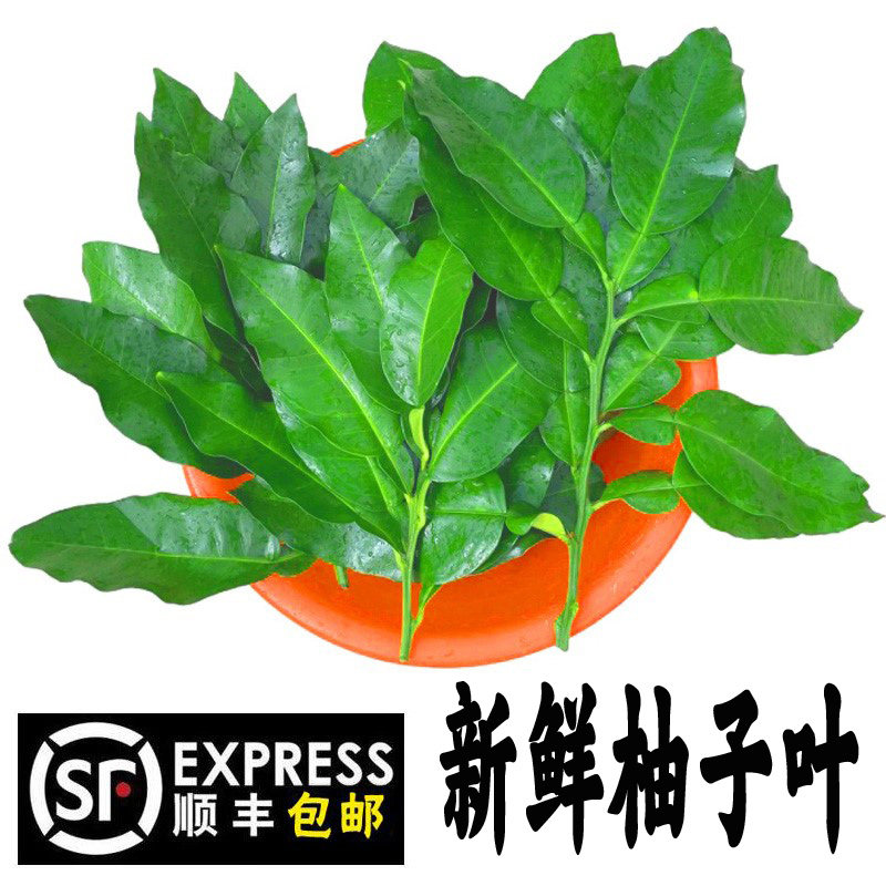顺丰包邮新鲜柚子叶柚叶梅州碌柚叶子晦气青团去洗澡树叶