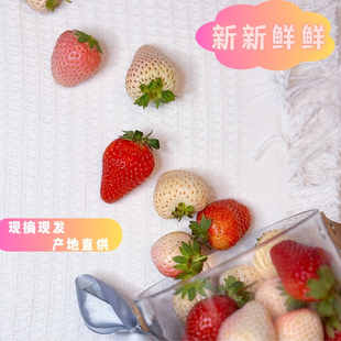云南多色草莓礼盒三色草莓送礼甜草莓女朋友礼物