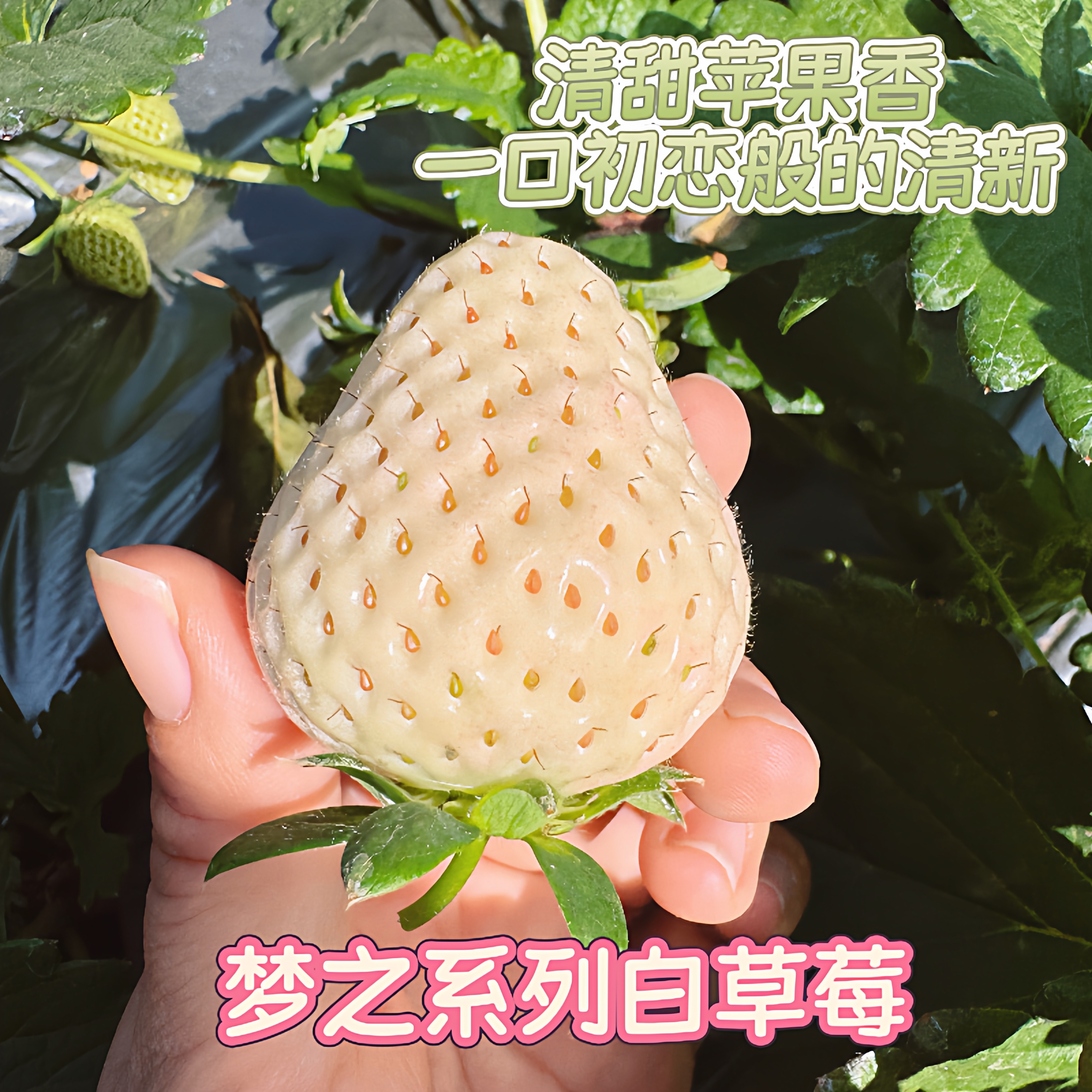 【2026-11上市】云南白草莓新鲜水果现摘现发梦之系列很甜草莓