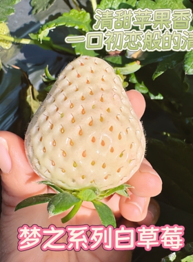 【2026-11上市】云南白草莓新鲜水果现摘现发梦之系列很甜草莓
