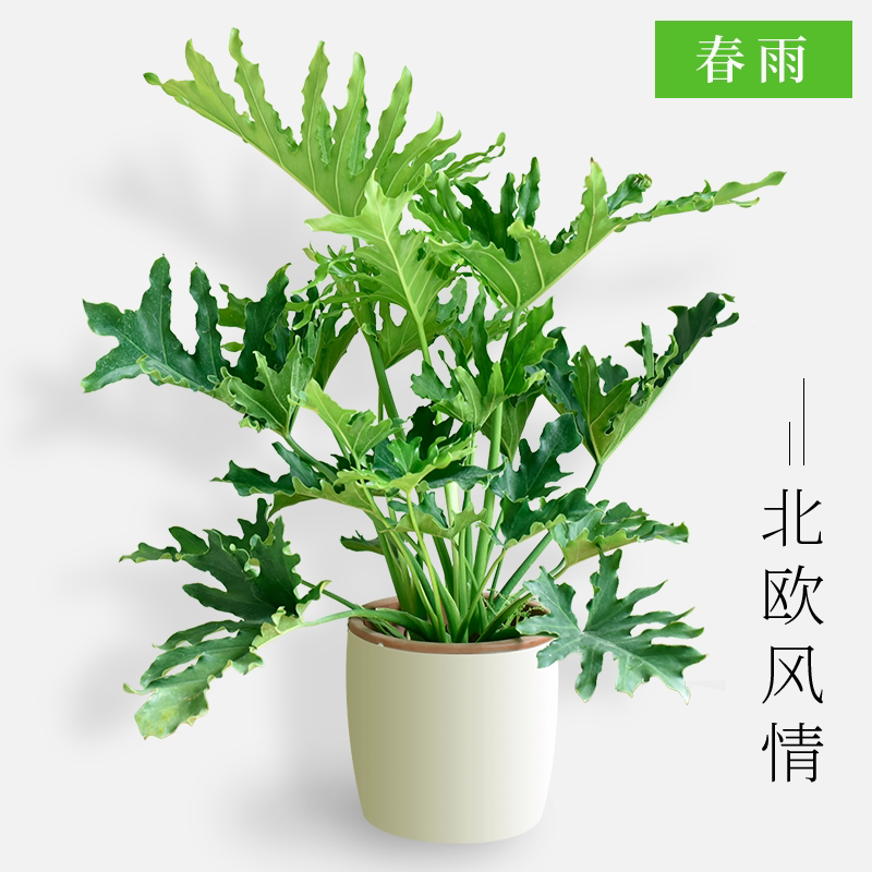 春雨植物盆栽龙鳞春羽蔓绿绒水培室内观叶吸甲醛办公净化空气绿植