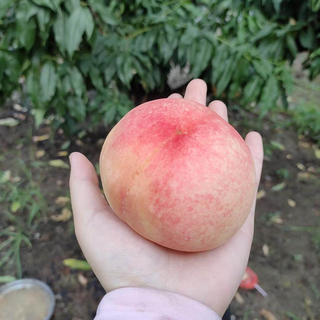 正宗江苏无锡阳山水蜜桃5两-6两 8只装