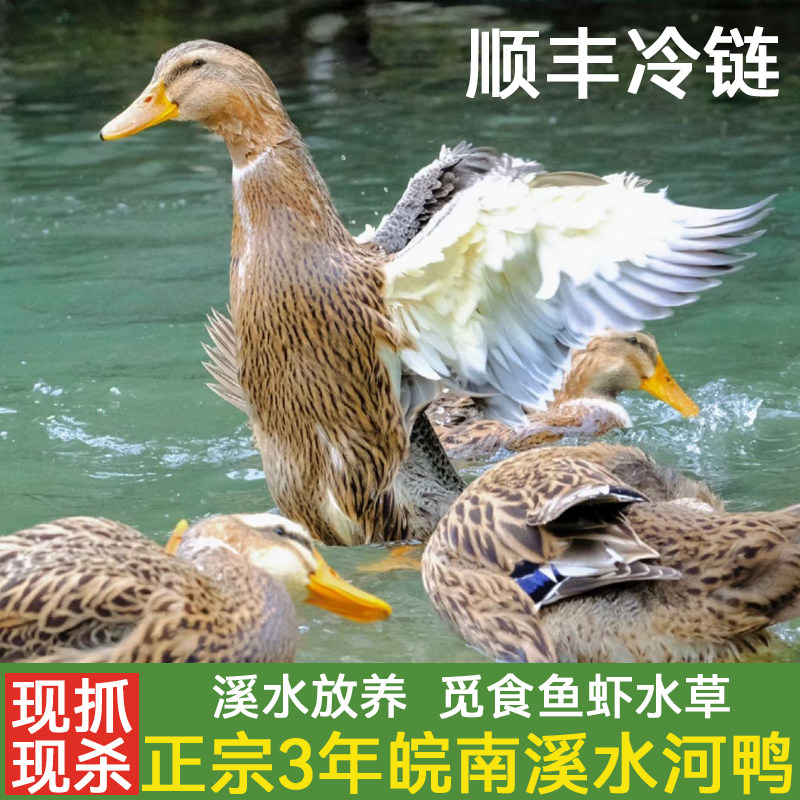 顺丰包邮 正宗3年皖南放养溪水河鸭 农家散养老鸭现杀整只,水产肉类/新鲜蔬果/熟食,鸭肉/鸭肉制品,淘宝优惠券,粉丝福利购,淘宝优惠卷