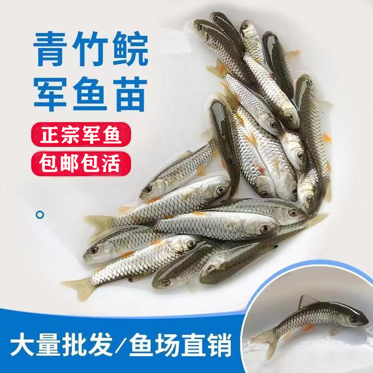 军鱼苗黄娟鱼苗光倒刺鲃鱼淡水养殖食用冷水青竹鲩鱼苗活体观赏鱼