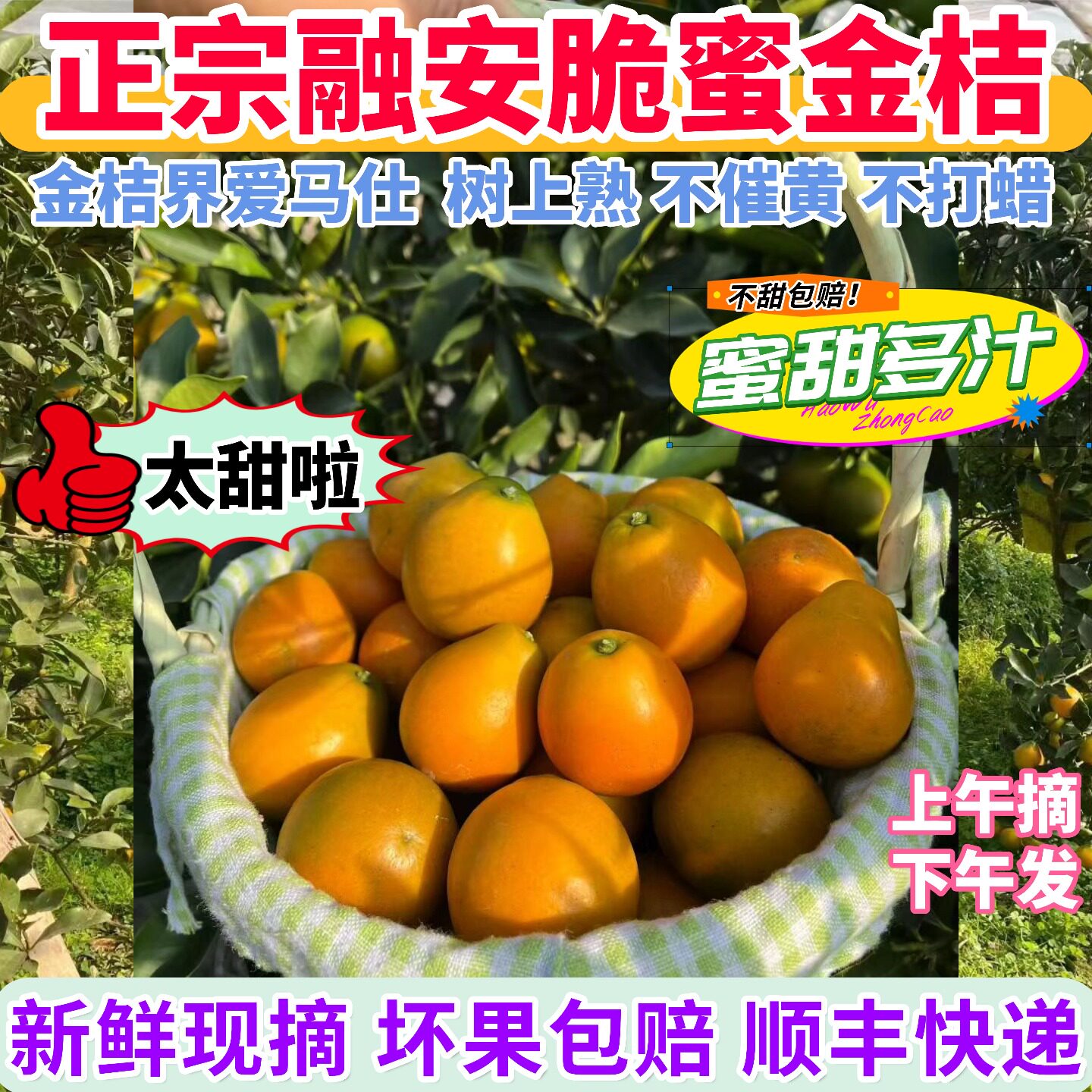 够正宗!纯甜脆蜜金桔,够好吃!