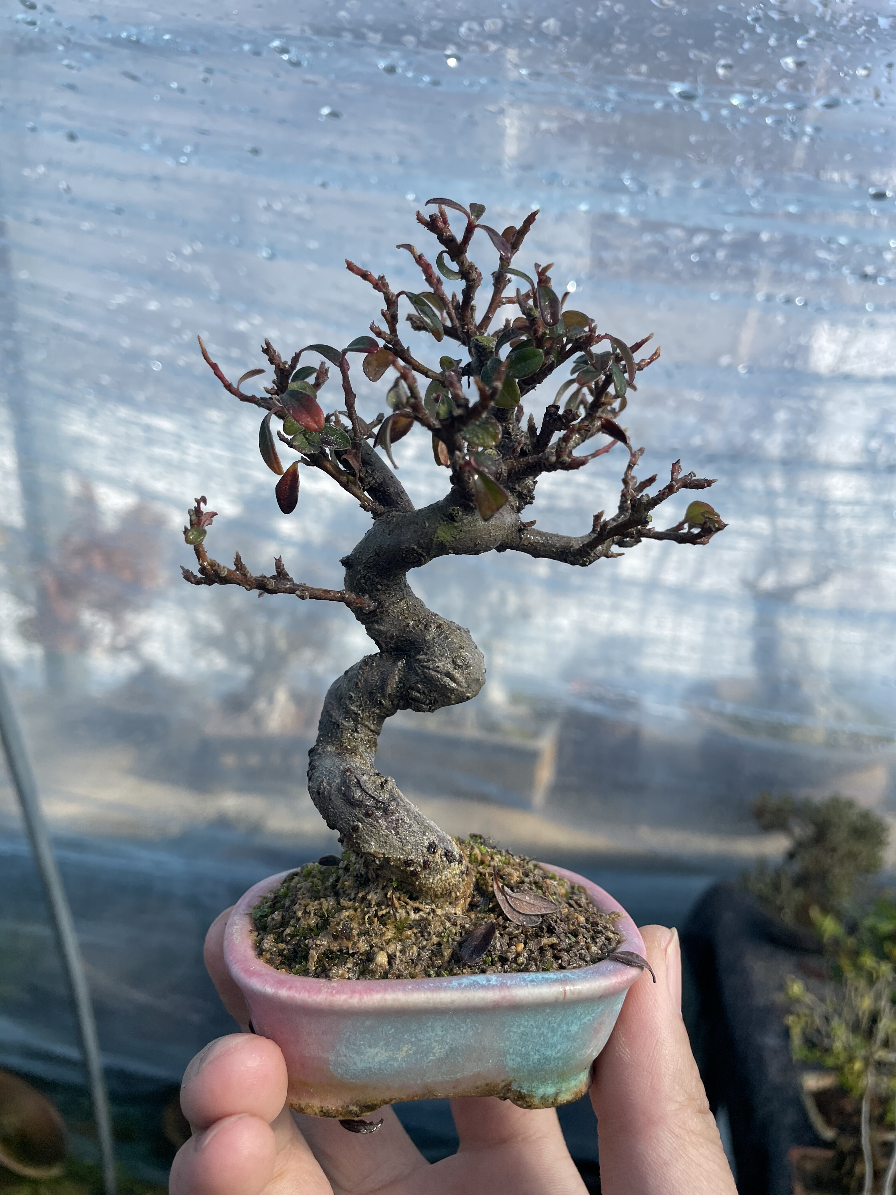 白花白紫檀 白花荀子盆景提根造型老桩阳台办公桌盆栽一物一拍,鲜花速递/花卉仿真/绿植园艺,造型盆景,淘宝优惠券,粉丝福利购,淘宝优惠卷